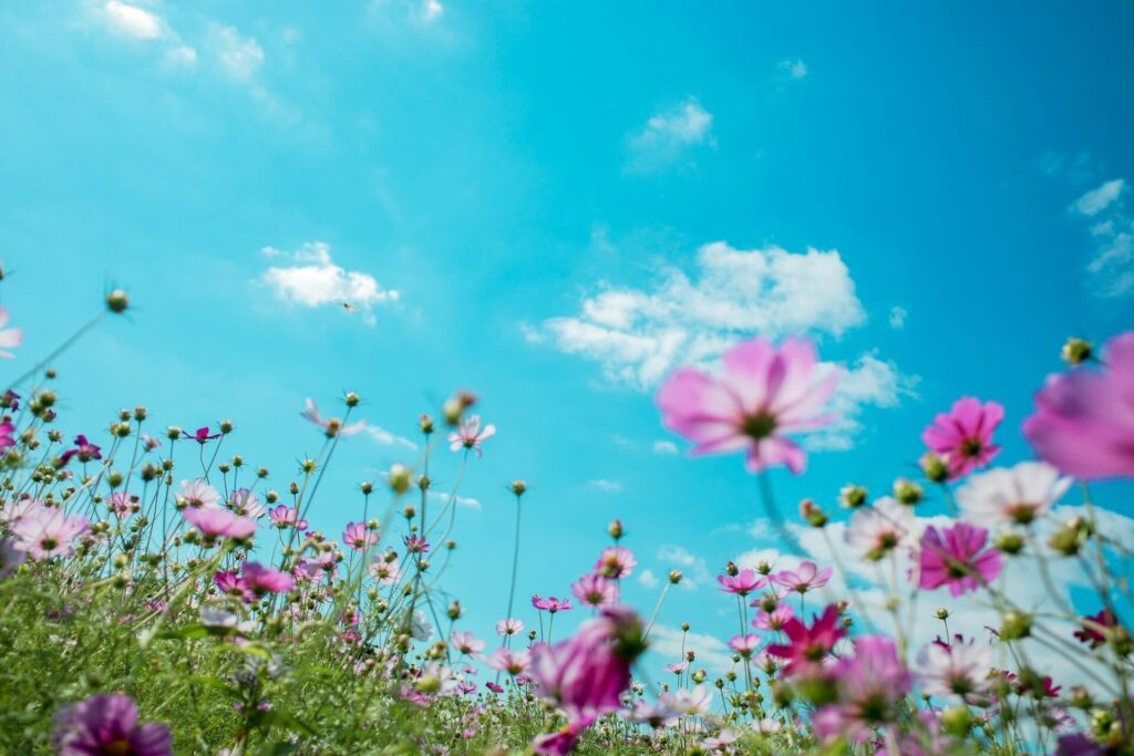 Wildflowers blooming under a clear blue sky, representing the start of summer.